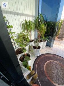 Luxury House Image 17
