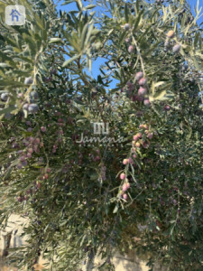 Cozy Furnished  Farmhouse in Erbil Image 25