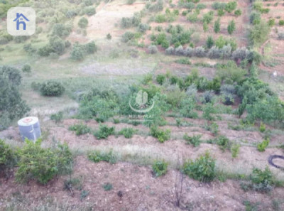 Farm (2500m²) Image 8