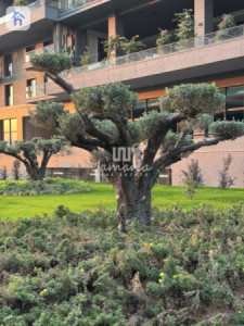 Spacious Erbil Apartment with 3 Bedrooms Resim 19